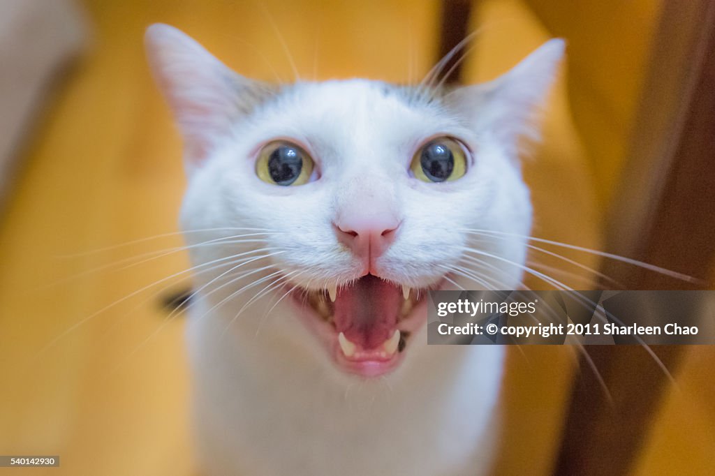 Big Smiling Cat