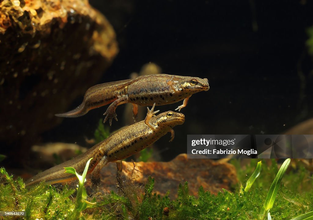Newt