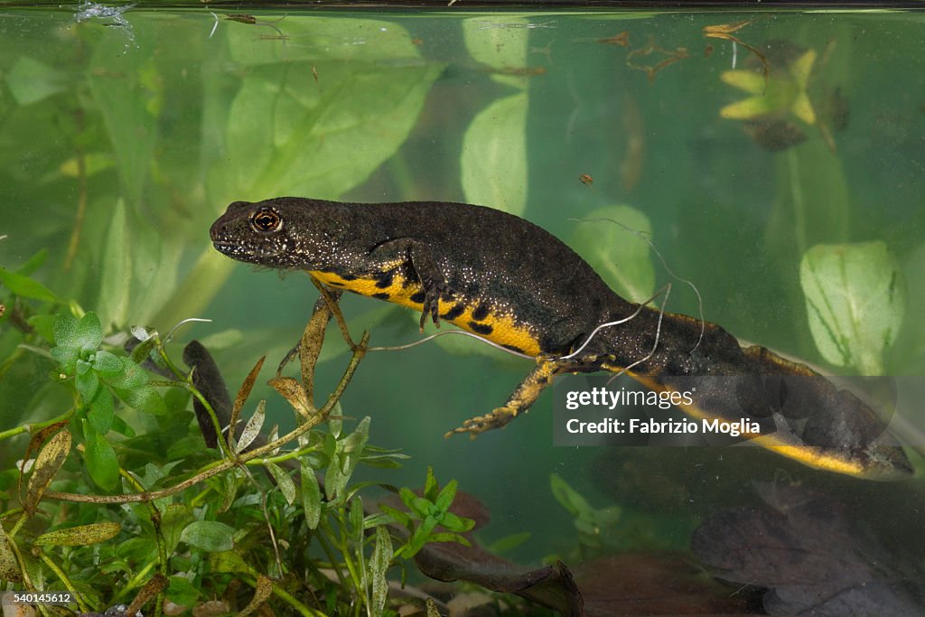 Newt
