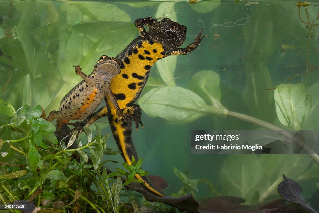 Newt