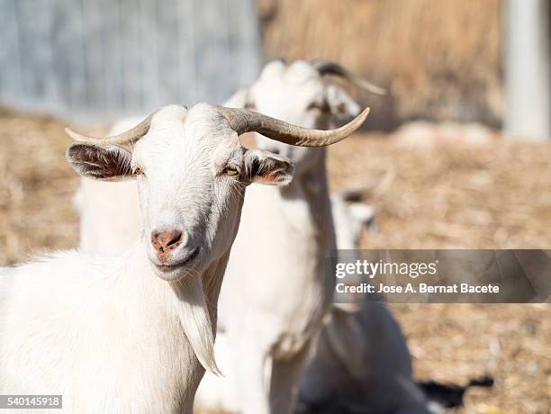 family of goats of white color in a farm outdoors - goat pen stock pictures, royalty-free photos & images