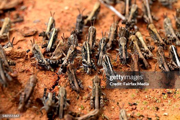 Many Locusts 494 Pest Media Stock Photos, High-Res Pictures, and Images - Getty Images