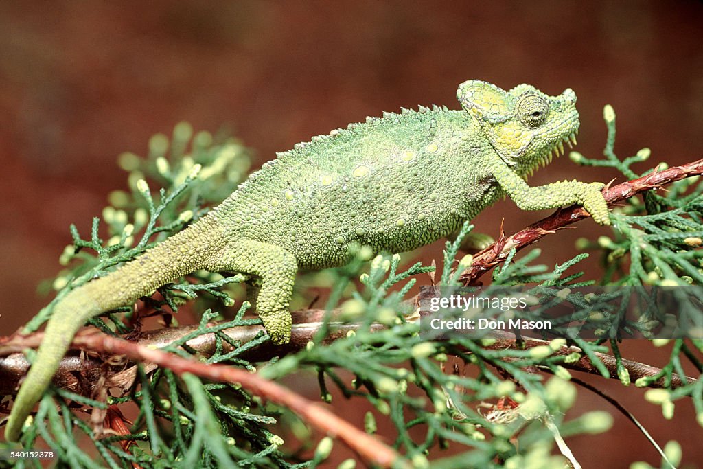 High-Casqued Chameleon