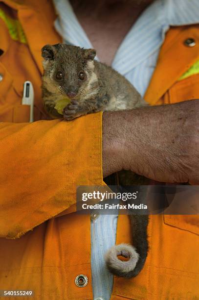 Tolmie Fires, CFA member Harry Basedow with a Ring Tail Possum that has been singed by the fire, 19 January 2007 THE AGE. Picture by JUSTIN MCMANUS
