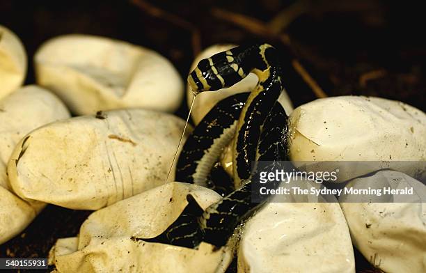 The first ever hatching of a young King Cobra in Australia at the Australian Reptile Park, 9 January 2007. SMH NEWS Picture by LISA WILTSE