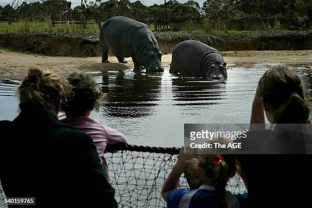 New Kubu River Hippos enclosure at Werribee Open Range Zoo. Visitors checking out Hippos, Primrose and her baby Tulip, who is three and half years...