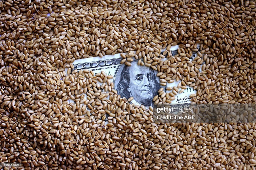 Wheat. One hundred dollar note in a bag of wheat. Generic image. AWB. Australian