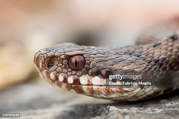 viper - vipera aspis stock pictures, royalty-free photos & images