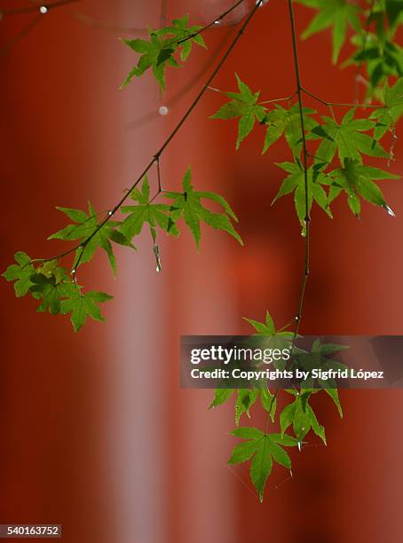 green an red - inari shrine stock pictures, royalty-free photos & images