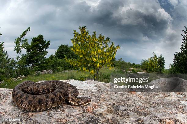 viper - vipera aspis stock pictures, royalty-free photos & images