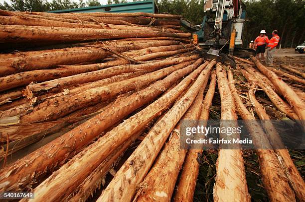 Java Timber Plantation Timber Plantation Photos and Premium High Res Pictures - Getty Images