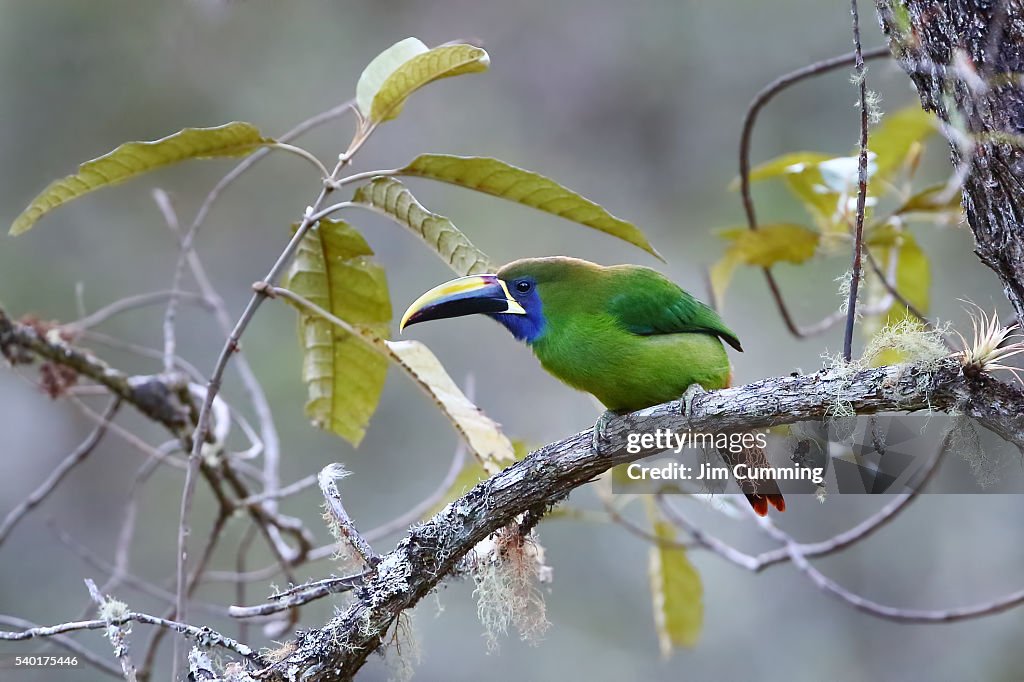 Emerald Toucanet (Aulacorhynchus prasinus) Costa Rica