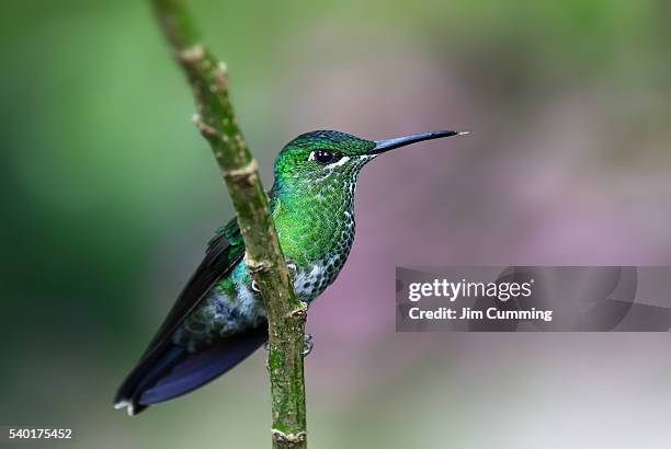 green crowned brilliant hummingbird (heliodoxa jacula) costa rica - heliodoxa jacula imagens e fotografias de stock