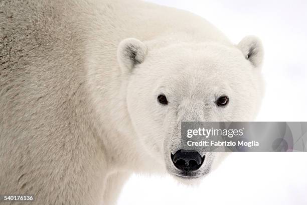 polar bear - polar bear stock-fotos und bilder