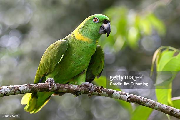 yellow-napped parrot (amazona auropalliata), costa rica - gelbnackenamazone stock-fotos und bilder