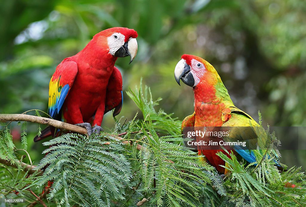 Scarlet Macaws (Ara macao) Costa Rica