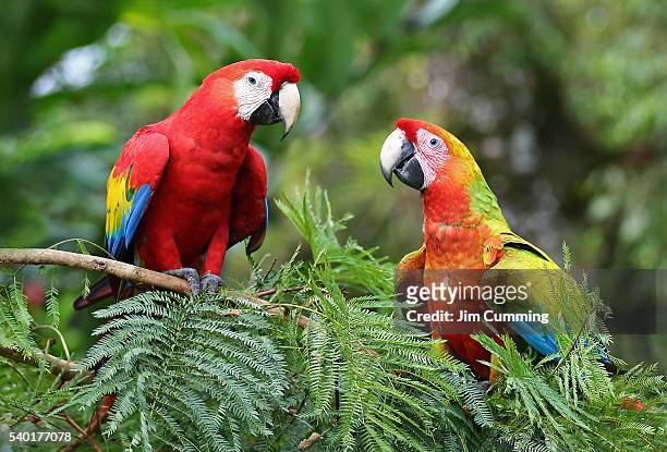 scarlet macaws (ara macao) costa rica - guacamayo fotograf ías e imágenes de stock