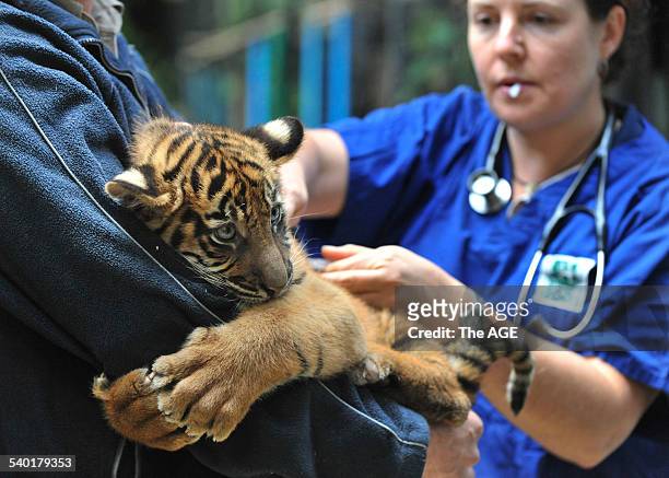 Tiger Cubs at Melbourne Zoo. Adrian Howard with Aceh, male, weighed 10kg. One of four Sumatran Tiger cubs who were vaccinated this morning to protect...