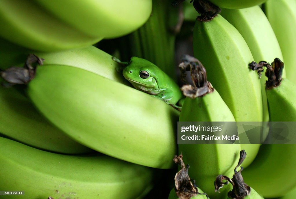 Green treefrog hidding in a bunch of bananas on a banana plantation at wamuran q