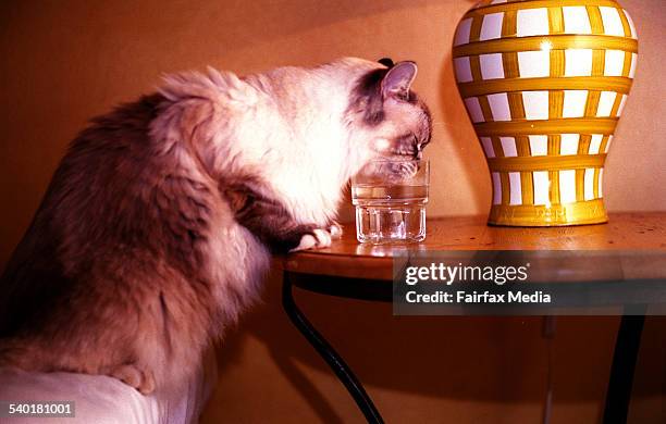 Ragdoll cat drinking from a glass of water