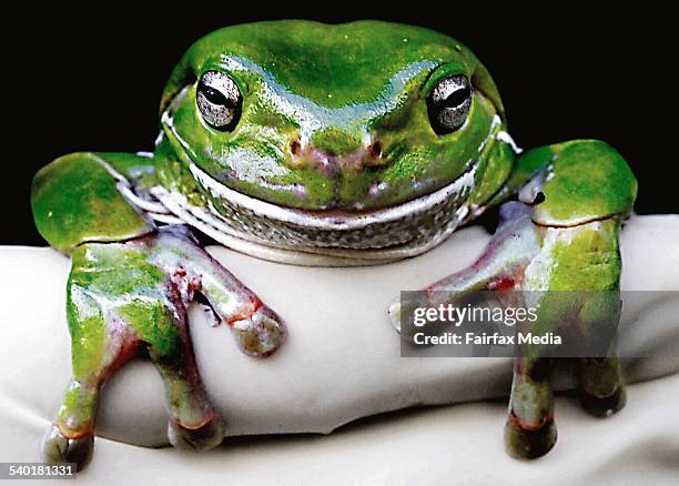Normal Green Tree 401 Green Tree Frog Habitat Stock Photos, High-Res Pictures, and Images ...