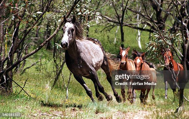 Brumby Rearing Brumby Horse Photos and Premium High Res Pictures - Getty Images