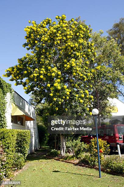 Expo gold or golden penda. [xanthostemon chrysanthus] medium size [upto 20mts]