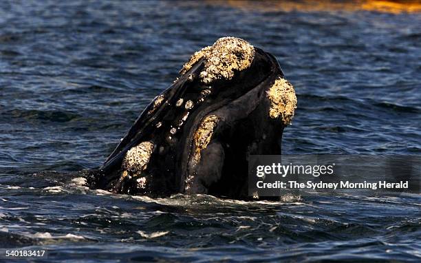 Southern Right whale lifts its head out of the water just off Blues Point near north Sydney on 31 July 2002. SMH NEWS Picture by BEN RUSHTON.