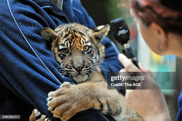 Tiger Cubs at Melbourne Zoo. Adrian Howard with Aceh, male, weighed 10kg. One of four Sumatran Tiger cubs who were vaccinated this morning to protect...