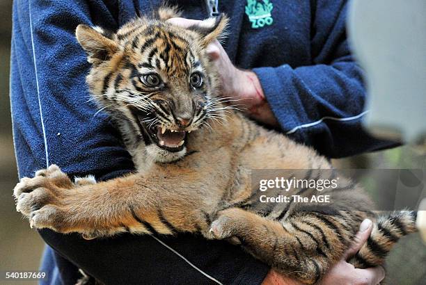 Tiger Cubs at Melbourne Zoo. Adrian Howard with Aceh, male, weighed 10kg. One of four Sumatran Tiger cubs who were vaccinated this morning to protect...