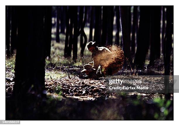 Singleton Base 123 Singleton Army Base Stock Photos, High-Res Pictures, and Images ...