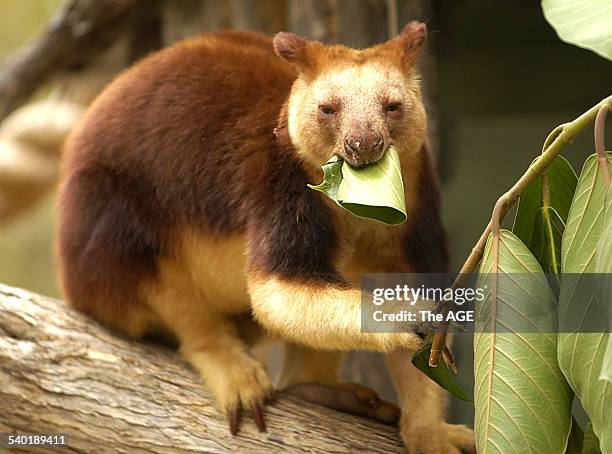 An endangered Goodfellow's tree kangaroo from Papua New Guinea settles down in his new home at Melbourne Zoo. The exhibit, opened yesterday by...