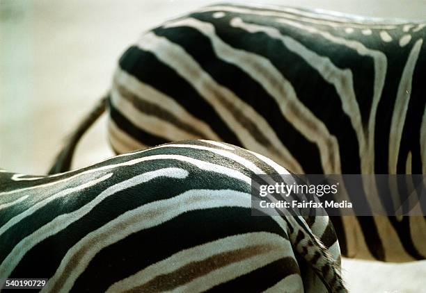 Standing Side Zebra Photos and Premium High Res Pictures - Getty Images