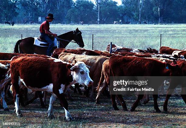 Mustering Jacket Cattle Mustering Photos and Premium High Res Pictures - Getty Images