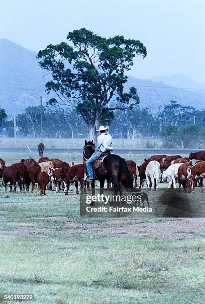 Mustering Jacket Cattle Mustering Photos and Premium High Res Pictures - Getty Images