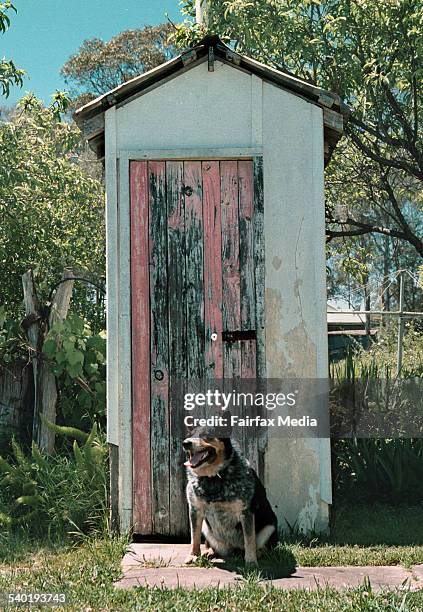 Blue heeler dog sits outside an outdoor toilet in an Australian backyard, 13 January 2003. AFR Picture by MICHELE MOSSOP