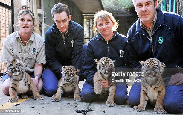 Tiger Cubs at Melbourne Zoo. Four keepers with cubs, Sam Cooper with Hutan, a male, weighed 8.45kg Justin Valentine with Rani, female, weighed 9.45kg...