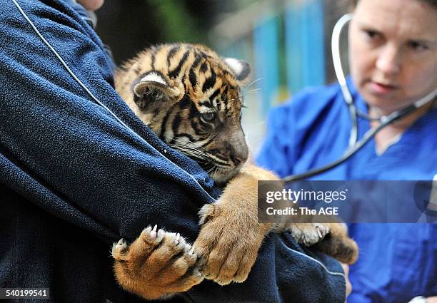 17 Sumatran Tiger Cubs In Melbourne Zoo Stock Photos High Res Pictures 17-sumatran-tiger-cubs-in-melbourne-zoo-stock-photos-high-res-pictures