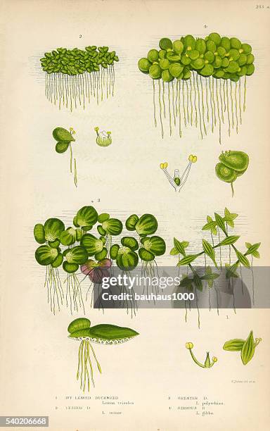 duckweed, lemnoideae, bayroot, victorian botanical illustration - wet area stock illustrations stock illustrations