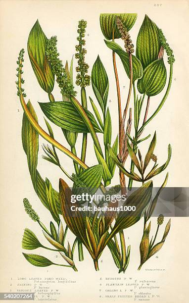 ilustraciones, imágenes clip art, dibujos animados e iconos de stock de estanque algodoncillo, lemnoideae, bayroot, lenteja de agua, botánico victoriano ilustración - planta de agua