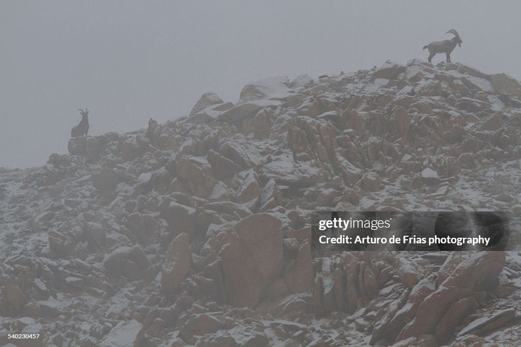 Himalayan fauna: two male Ibex in the mist