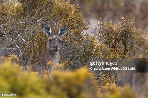 Json Whitl 338 Jason Whittle Stock Photos, High-Res Pictures, and Images - Getty ...