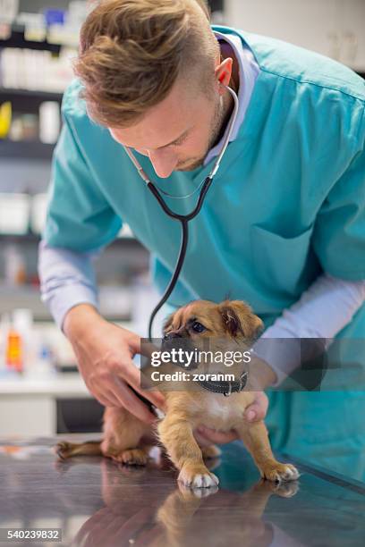 veterinarian examining cute puppy - medical scrubs texture stock pictures, royalty-free photos & images