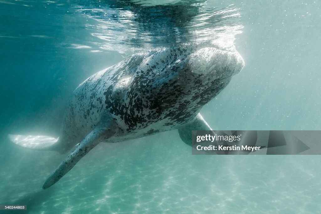 Little white southern right whale