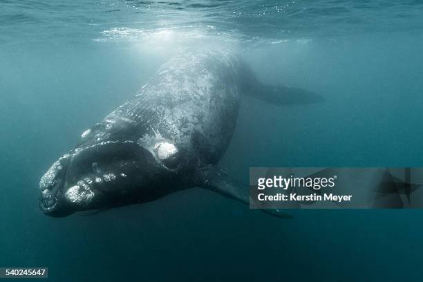 little southern right whale - right whale stock pictures, royalty-free photos & images