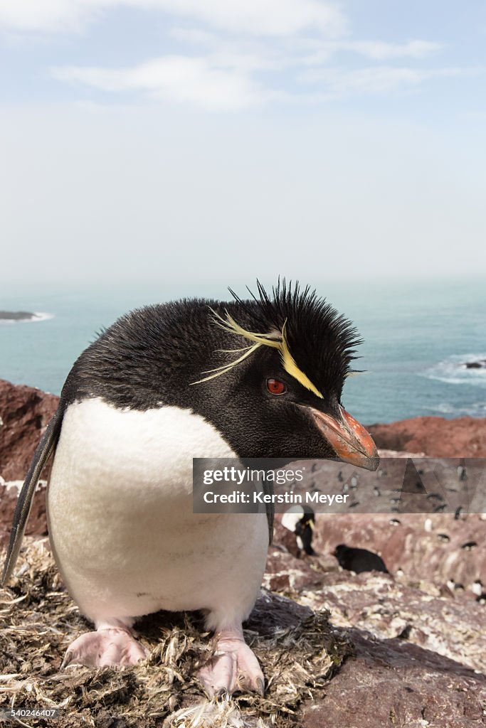 Rockhopper penguin