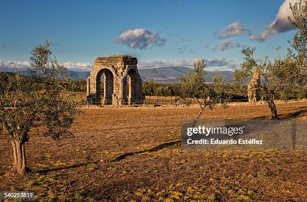 caparra - zecca bruna del cane foto e immagini stock