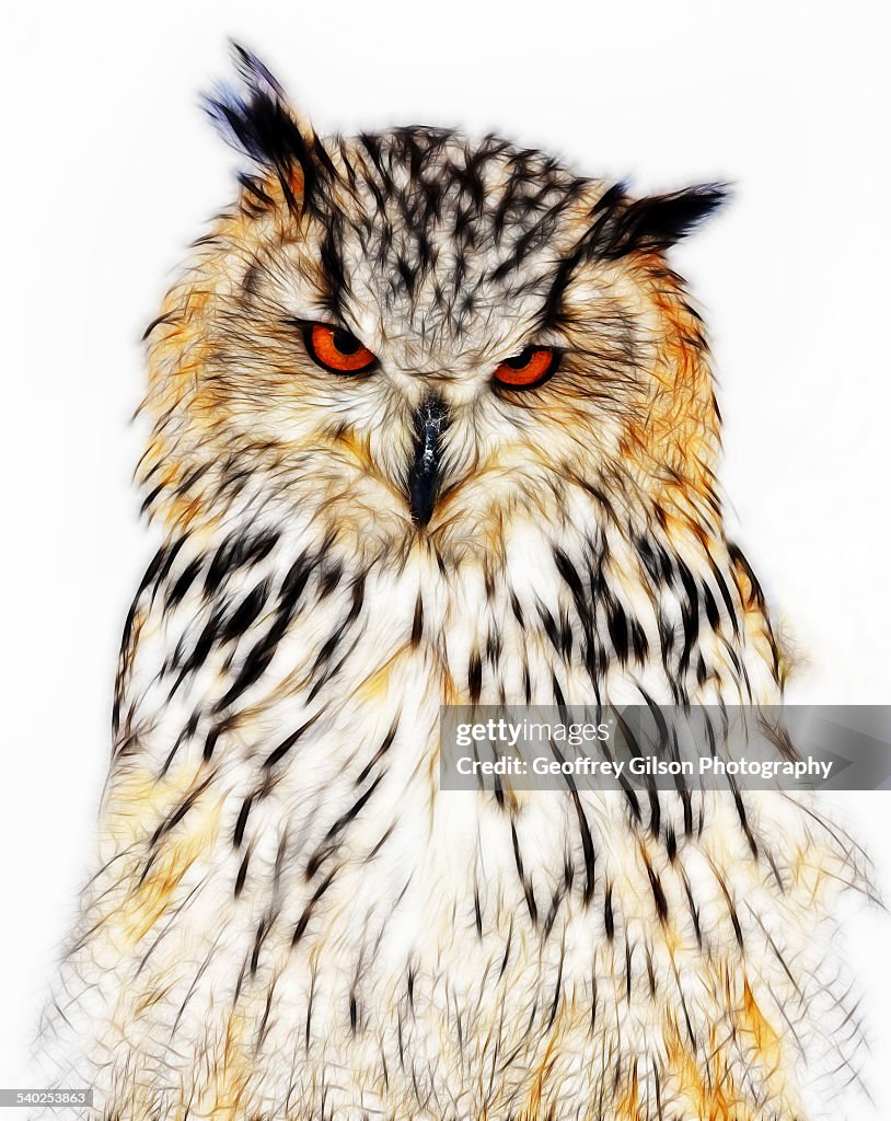 Eagle-owl