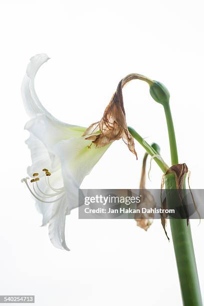 amaryllis on white background - amaryllis stock-fotos und bilder