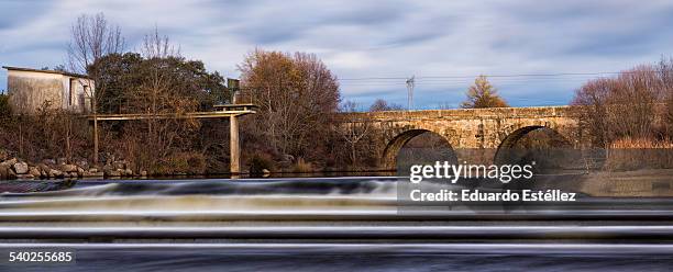 rio ambroz - tique brune du chien photos et images de collection